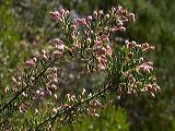 erica_arborea