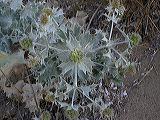 eryngium_maritimum_