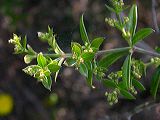 galium_sp1b_rubia_pewregrin