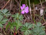 geranium_columbinum_1