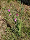 gladiolus_italicus_1