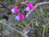 lathyrus__2