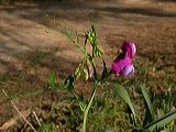 lathyrus__4