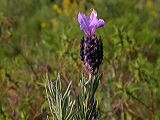 lavandula_stoechas_1