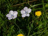 linum_bienne_