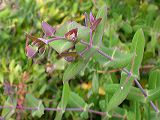 lonicera_implexa