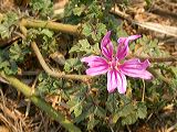 malva_sp.1