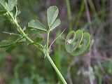 medicago_litoralis_frucht