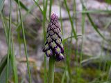 muscari_comosum_1