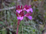 orchis_papilionacea_1