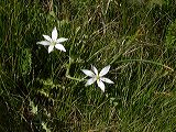 orniithogalum_umbellatum