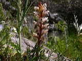 orobanche_sp._