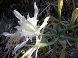 pancratium_maritimum_1