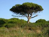 pinus_pinea