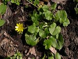 ranunculus_ficaria