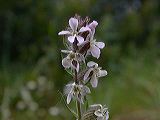 silene_gallica_