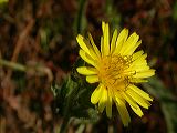 sonchus_sp._1