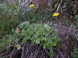 taraxacum_sp.3