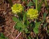 trifolium_campestre__2