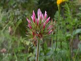 trifolium_stellatum