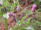 vicia_benghalensis_2