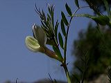 vicia_hybrida