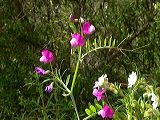 vicia_sp.3