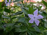 vinca_difformis